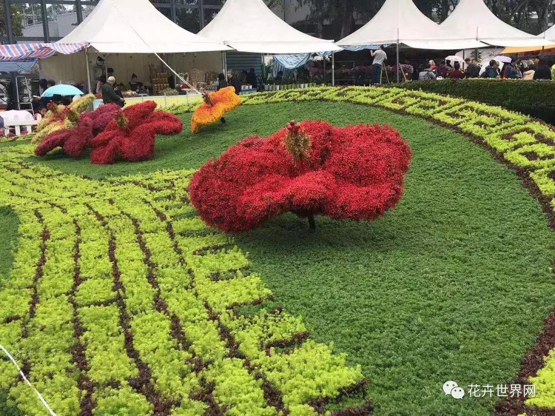 香港花卉艺术展,共赴盛会活动
