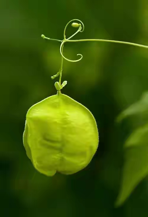 世界十大珍贵的植物图片,世界上罕见的名贵植物图片