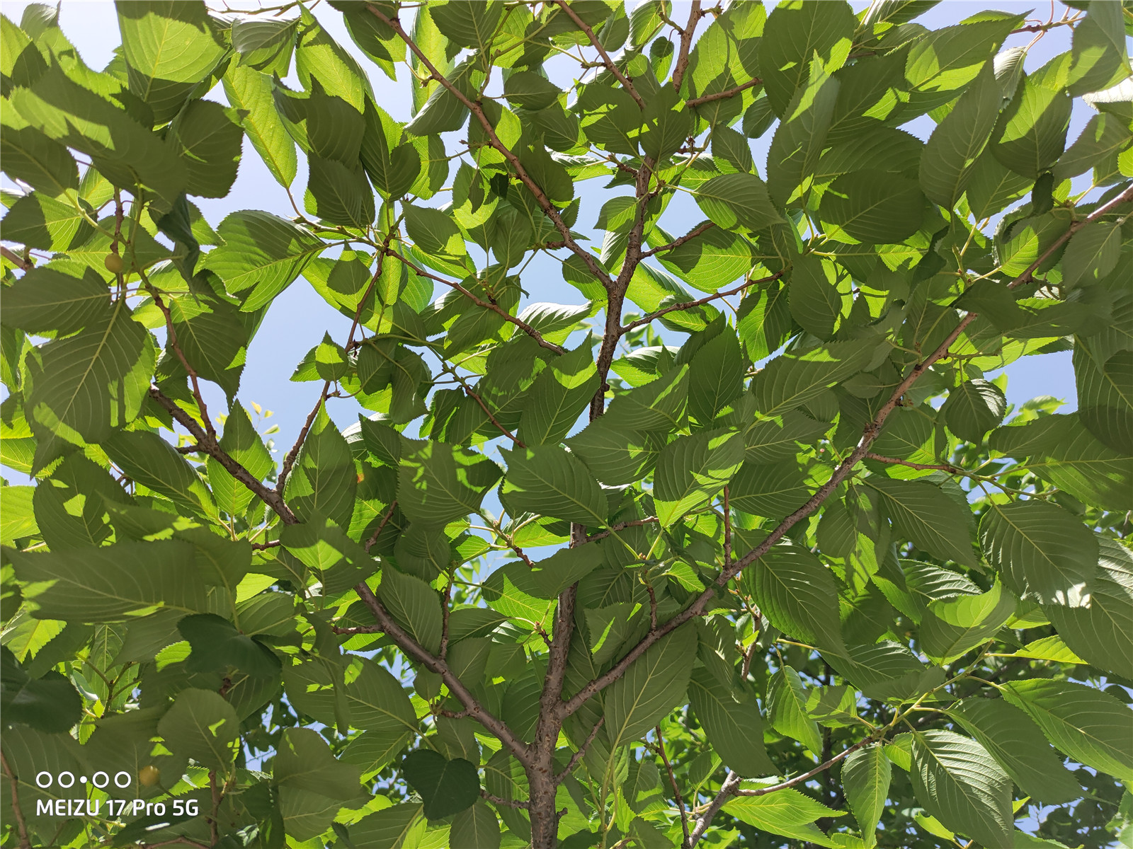 魅族17pro音质,魅族17pro评测