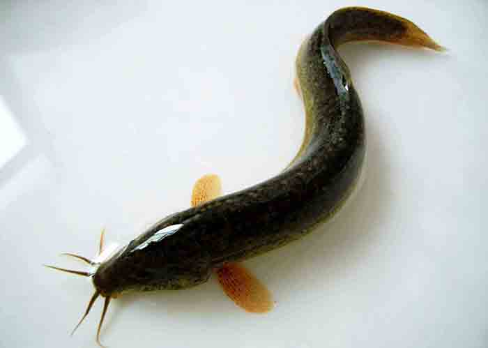 读《鱼丽》|诗经请你吃鱼，吃货能吃出3种诗意