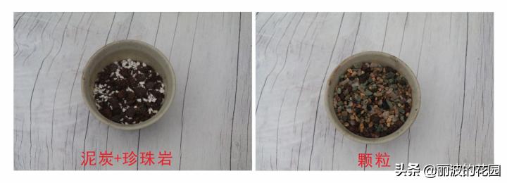 普通多肉怎么选花盆种植,初学者种植多肉技巧