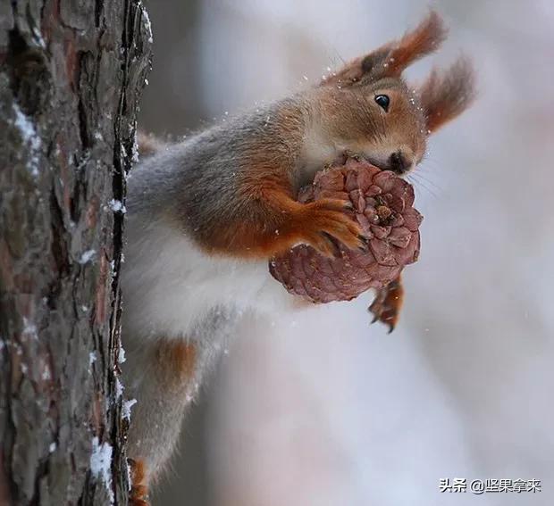 养一只松鼠做宠物是什么样的体验？