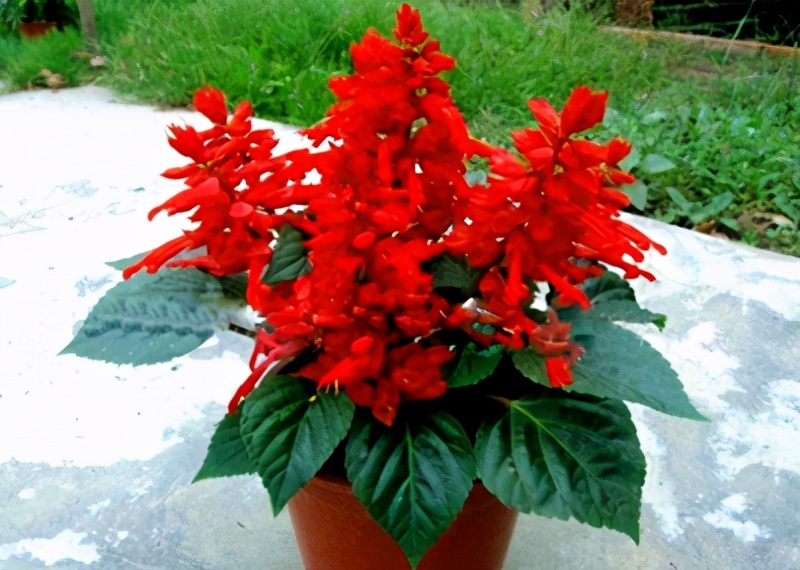 串串红的种植方法,串串红花的养殖方法视频