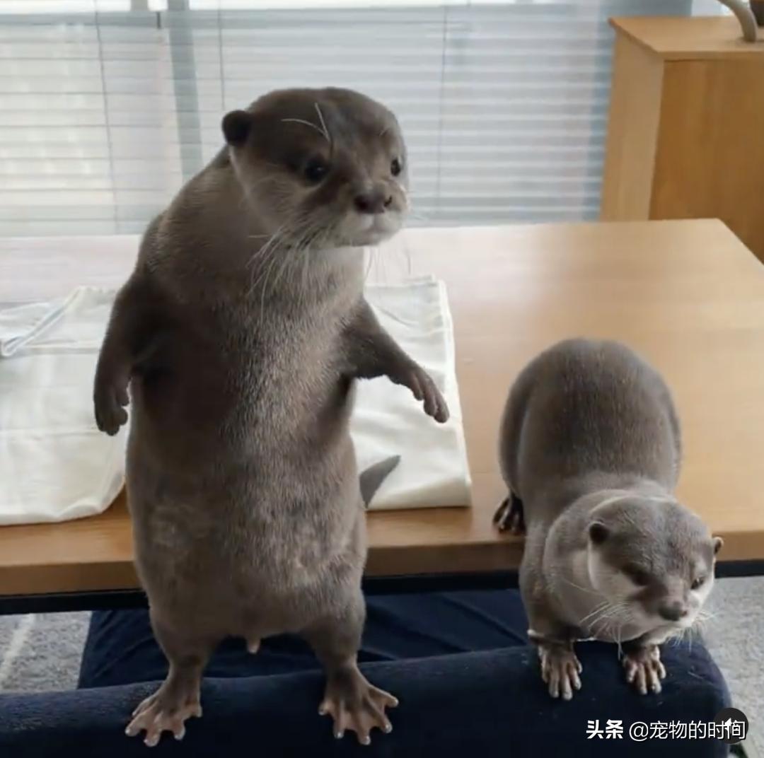 水獭宠物容易养吗视频,水獭宝宝可以当宠物吗