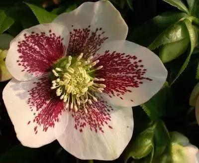 100种花的英文和花语是什么,100种花的花语以及送花礼仪分享