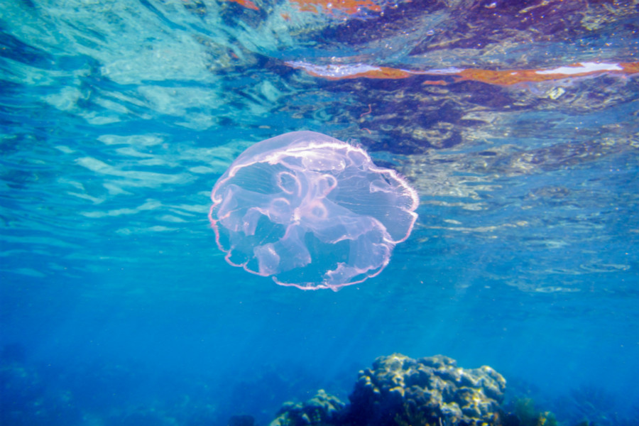 美国旅游东海岸还是西海岸,美国旅游美东还是美西好