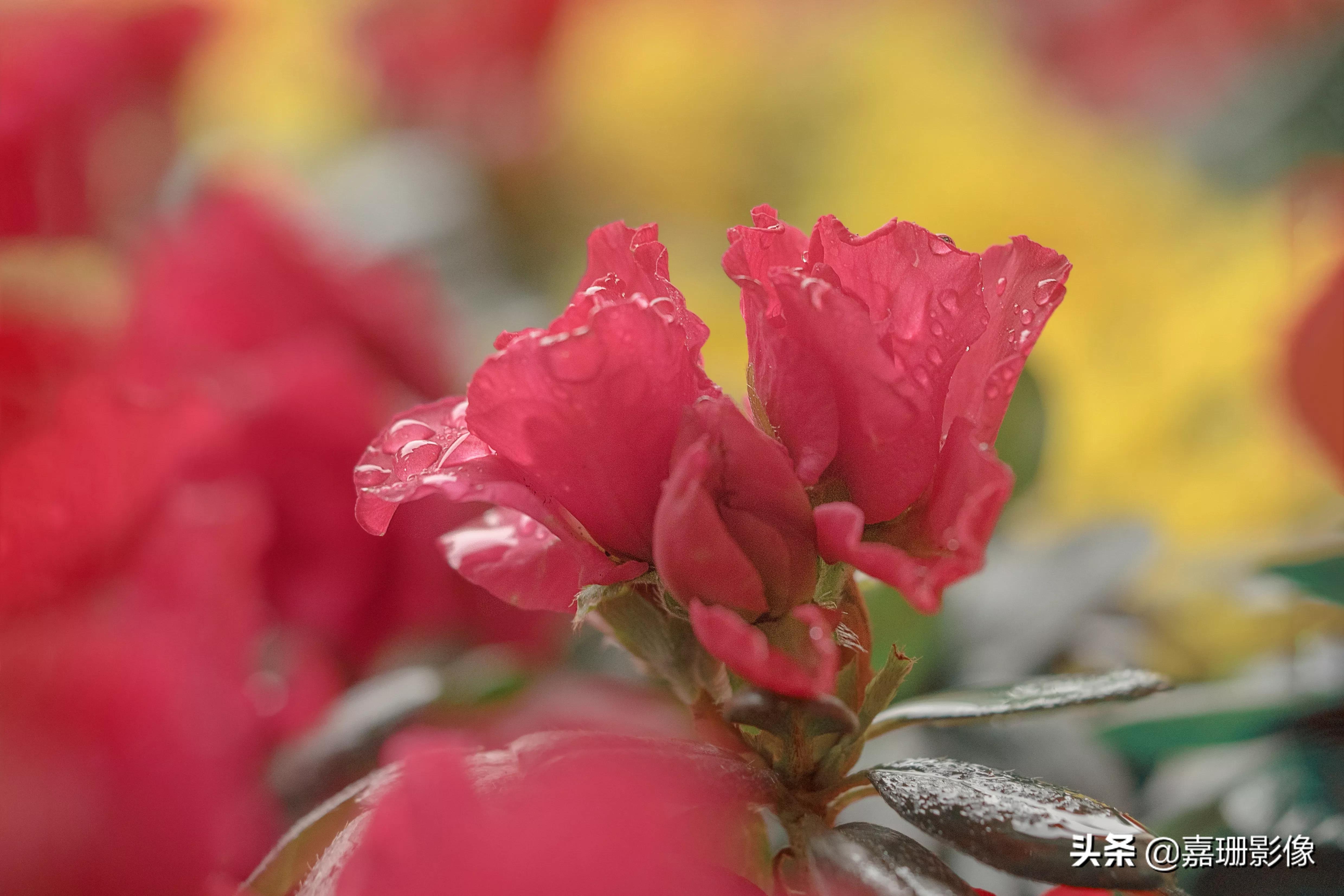 看看花容，听听花语2020年我镜头里的百种花卉