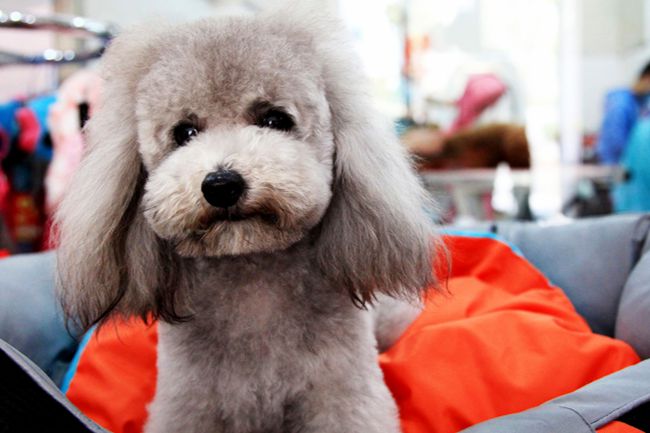 12岁的贵宾犬应该吃什么样的狗粮,贵宾犬什么也不吃只吃狗粮