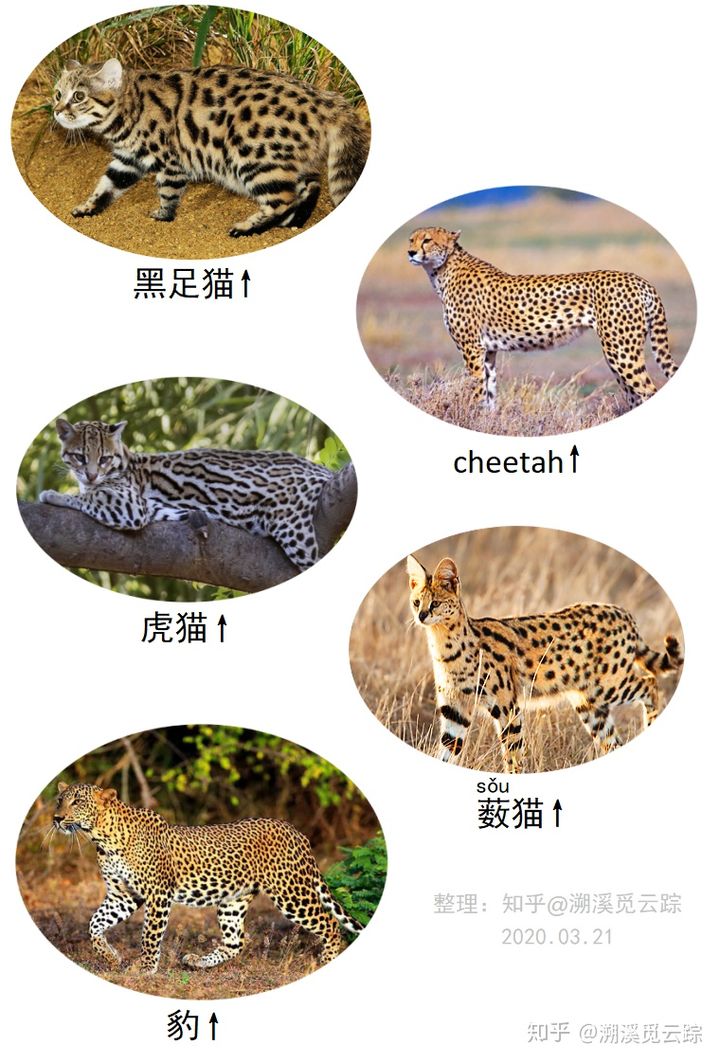 有哪些容易被认错的动物,容易被欺负的动物有哪些