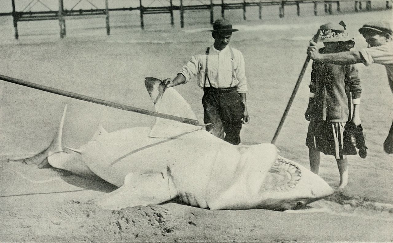 现存最大的鲨鱼有多大,鲨鱼到底最多有几个头