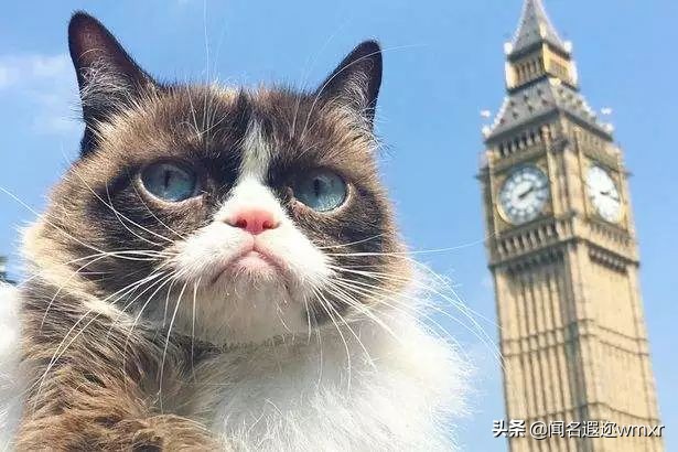 你有猫病表情包,你有猫病啊图片