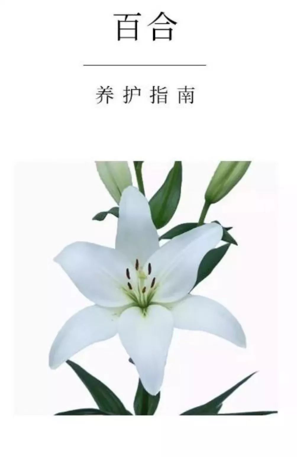 初美优选樊莉莉：百合花的养护