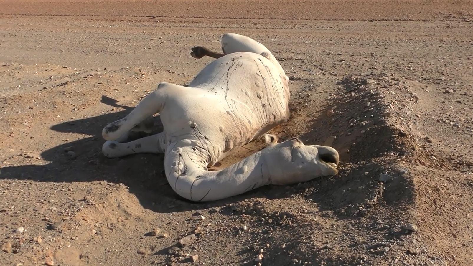 在沙漠上遇到死骆驼要离开吗,在沙漠里死掉的骆驼为什么不能碰