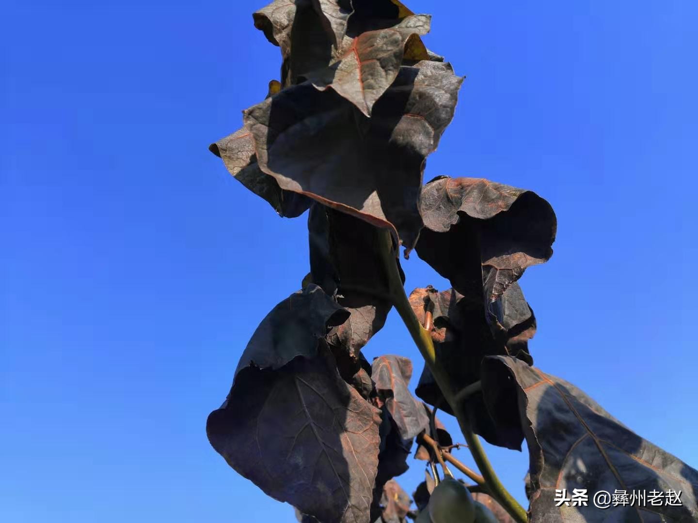 露天种植番茄如何预防霜冻,如何防止果树受冻