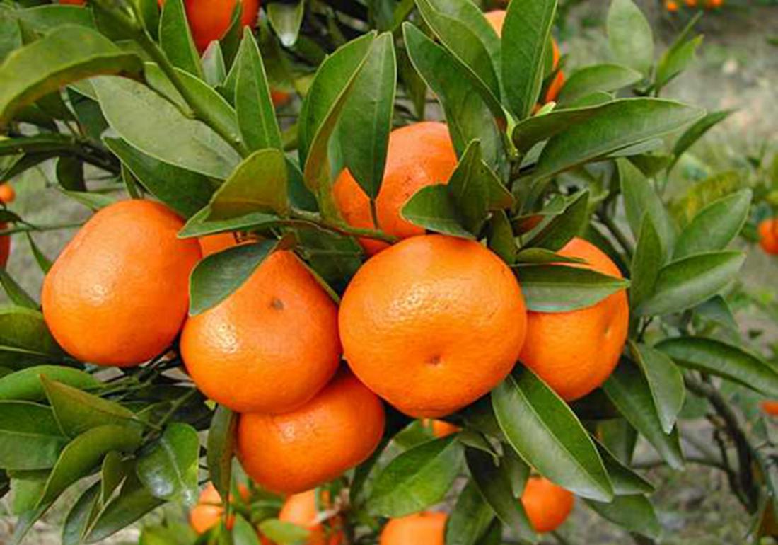沙糖桔种植后施肥方法,沙糖桔全年的管理技术