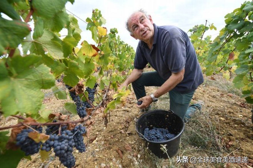 法国葡萄园工人收入,在法国葡萄酒厂打工赚钱吗