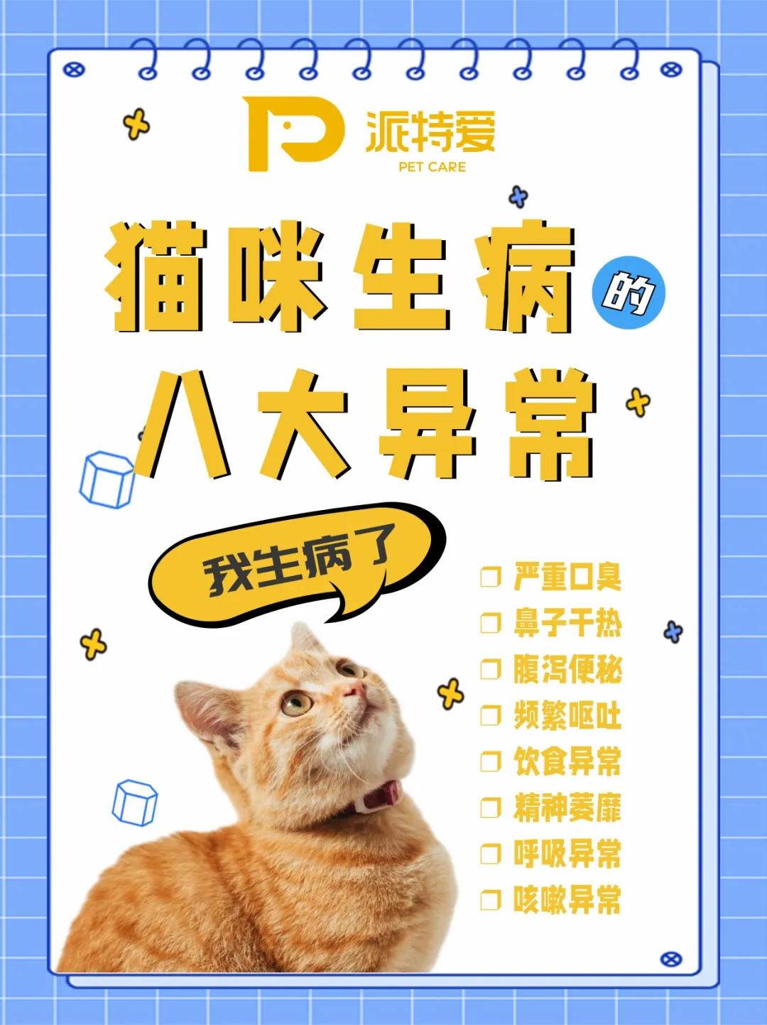 养猫40条常识猫咪生病的症状,新手养猫攻略常见的猫咪疾病篇