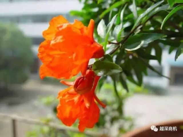 中国各大城市市花介绍,全国56市市花太美了的视频