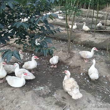 葡萄球菌引起的疾病,溶血性葡萄球菌有哪些症状