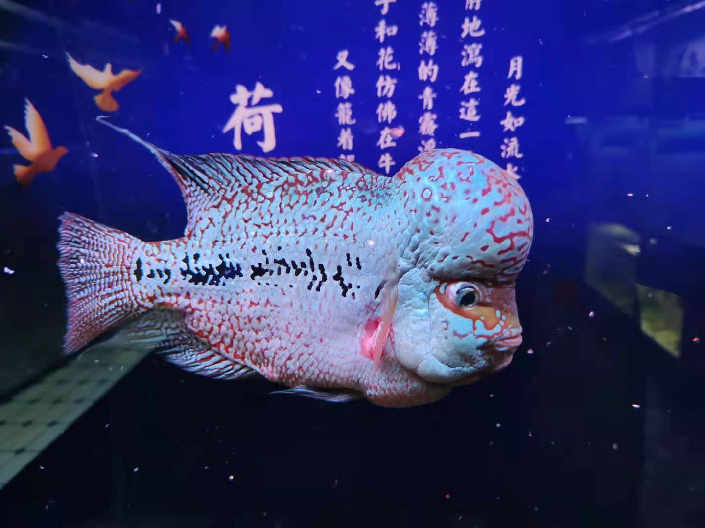 观赏鱼混养注意事项,观赏鱼混养有什么忌讳