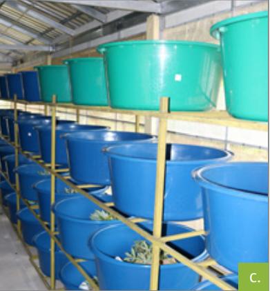 食用蟋蟀养殖赚钱吗农村,食用蟋蟀养殖