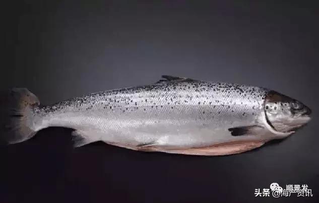 各国海鲜大盘点,今年过年最值得入手的海鲜