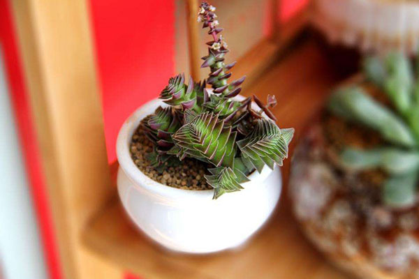 茜之塔如何养得肥大,茜之塔好养不