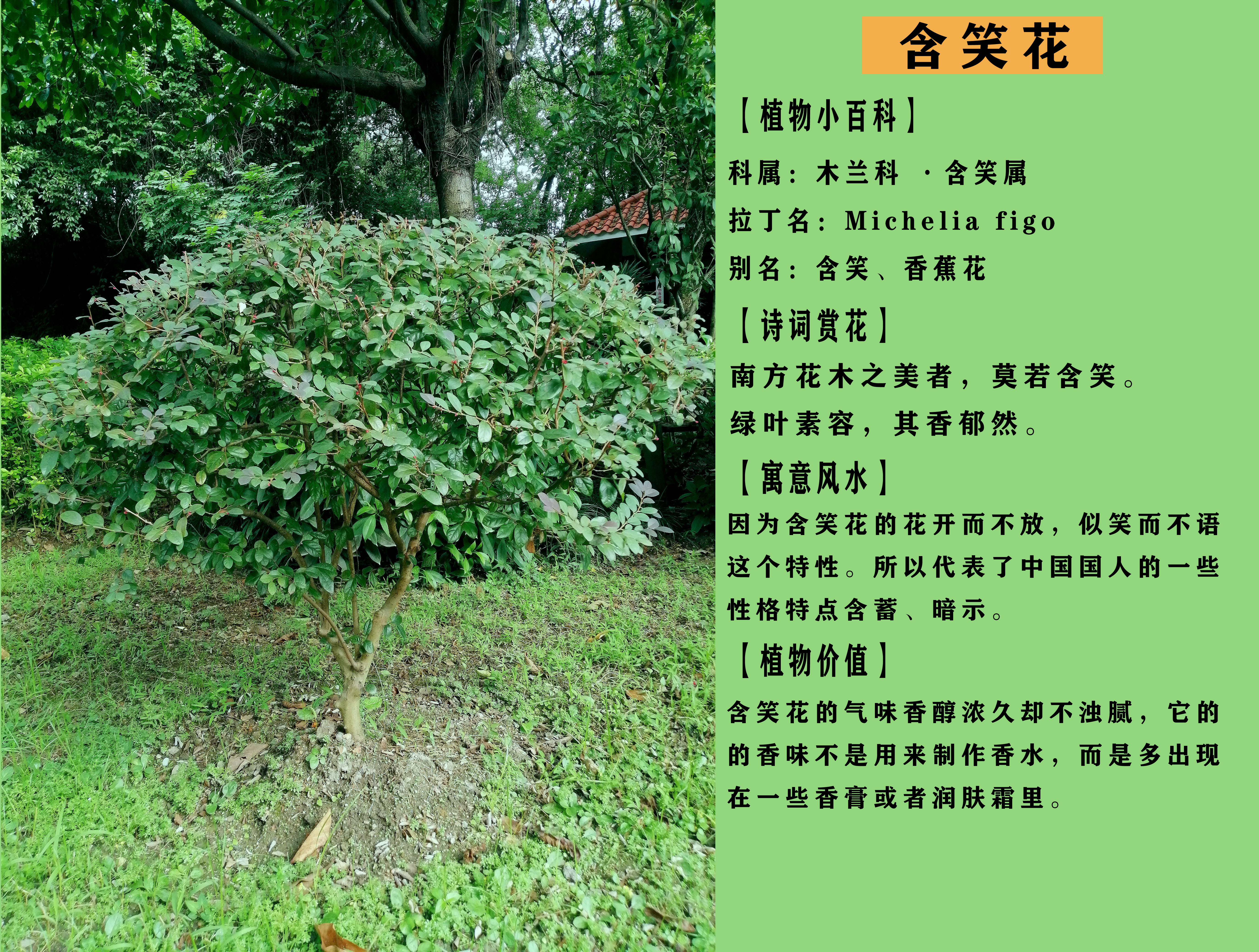 水鬼蕉花卉类型,水鬼蕉是什么科植物