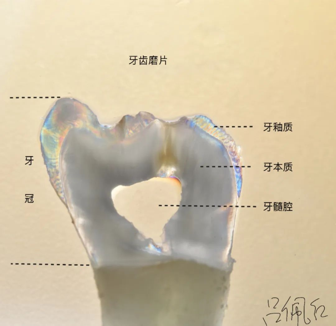 口腔牙医感言,牙医从业感悟