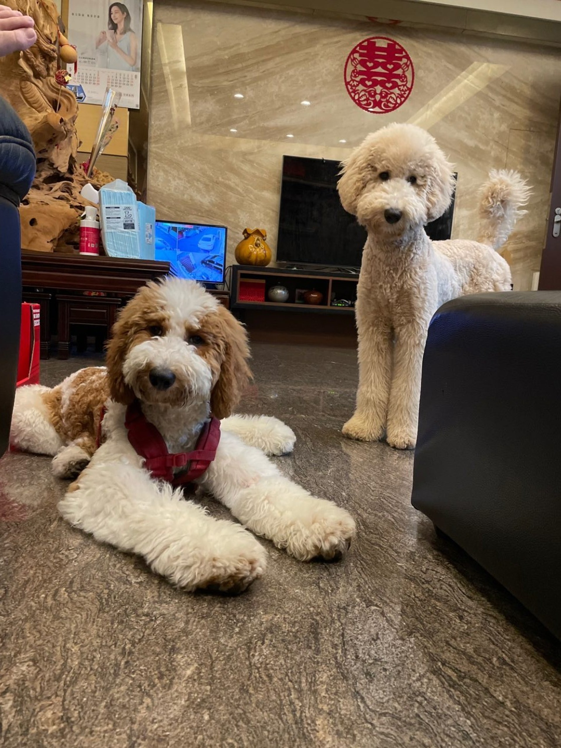 巨型贵宾犬发狂,巨型贵宾犬在家乱叫