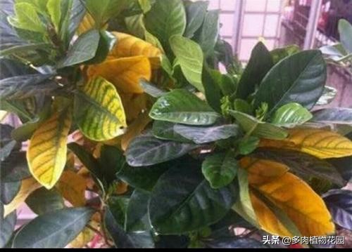 花卉盐碱害有哪些症状,怎样解决花卉盐碱严重