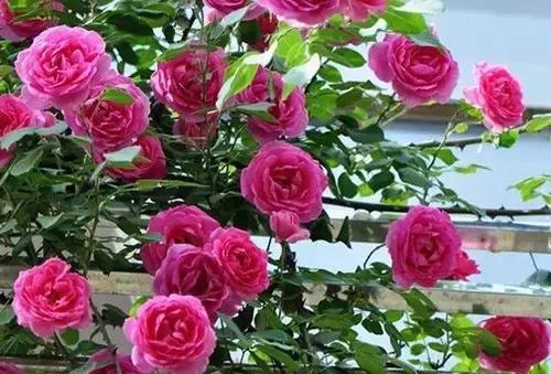 最漂亮10种微型月季,新手必入这8种月季漂亮好养