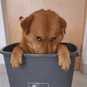 狗狗吃了狗粮呕吐吃什么药,狗狗呕吐是怎么回事呢