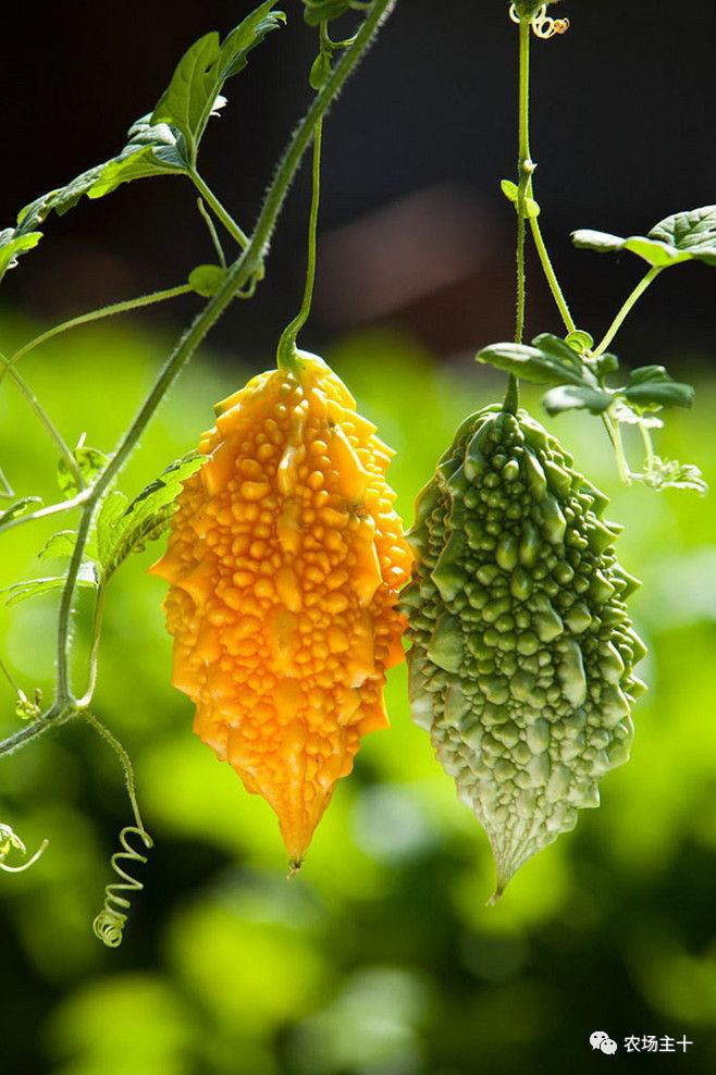 院子里种什么十多年后价值很高,院子里种什么最值钱