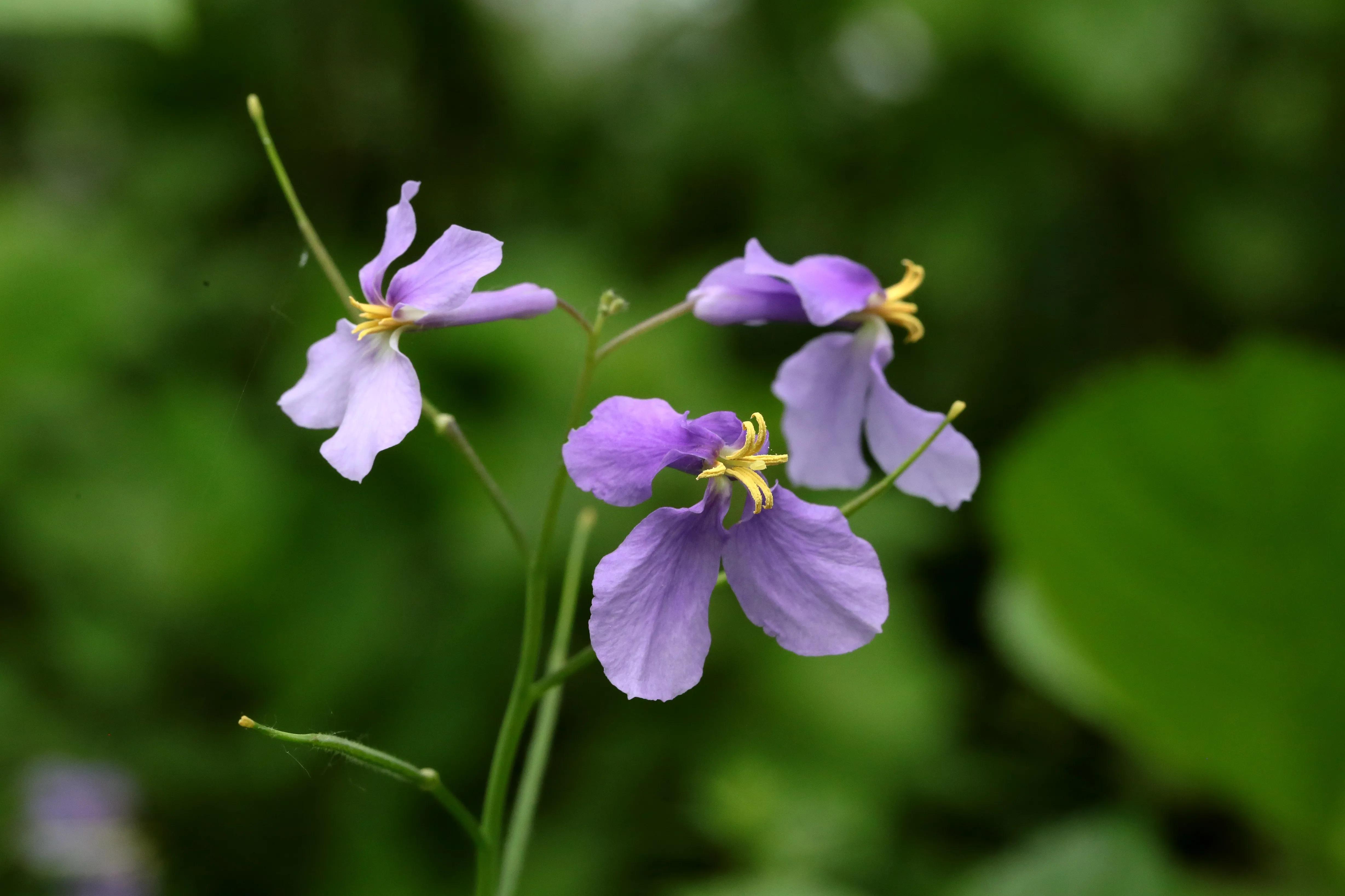 西溪湿地花朝节花草集（2）