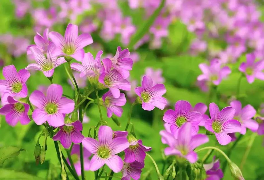 好书推荐快来领取你的宝藏书单,100种百花图谱大全