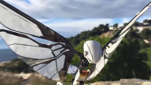 仿生鸟扑翼无人机,法国遥控仿生昆虫