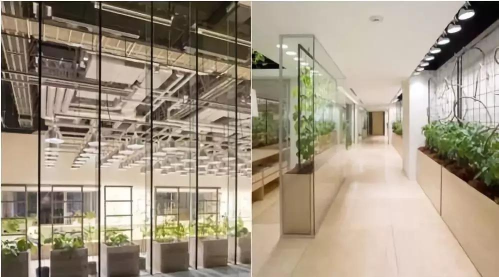 办公室里也能开挖掘机,办公室可以种葡萄