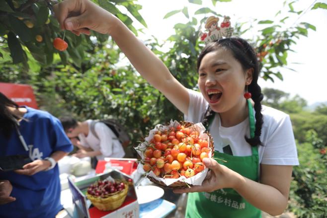 把直播间搬到了田间地头,山东大樱桃直销直播间卖货排名