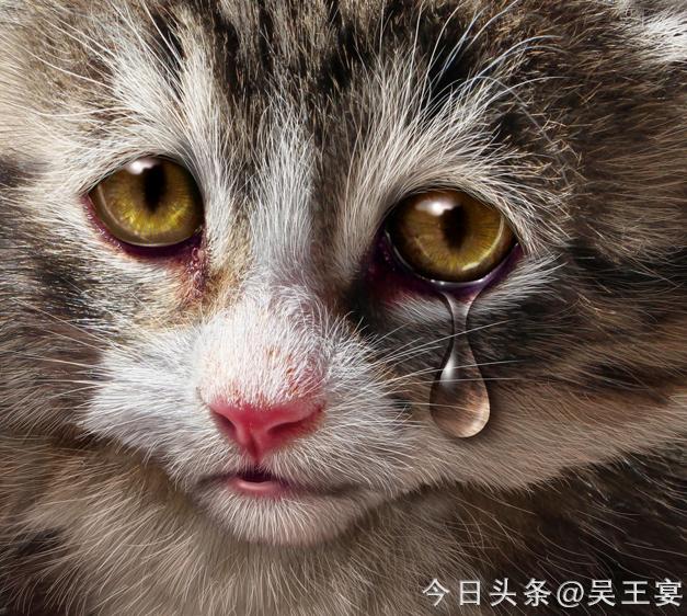 中国虐待流浪猫狗违法吗,虐待流浪猫狗算违法犯罪吗