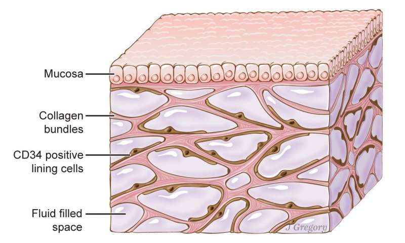 临床应用解剖学视频教程,可视化人体解剖学