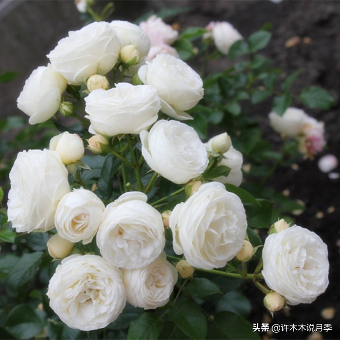 新手月季种植手册，牢记这6点，不死苗、开花多。新手收藏备用