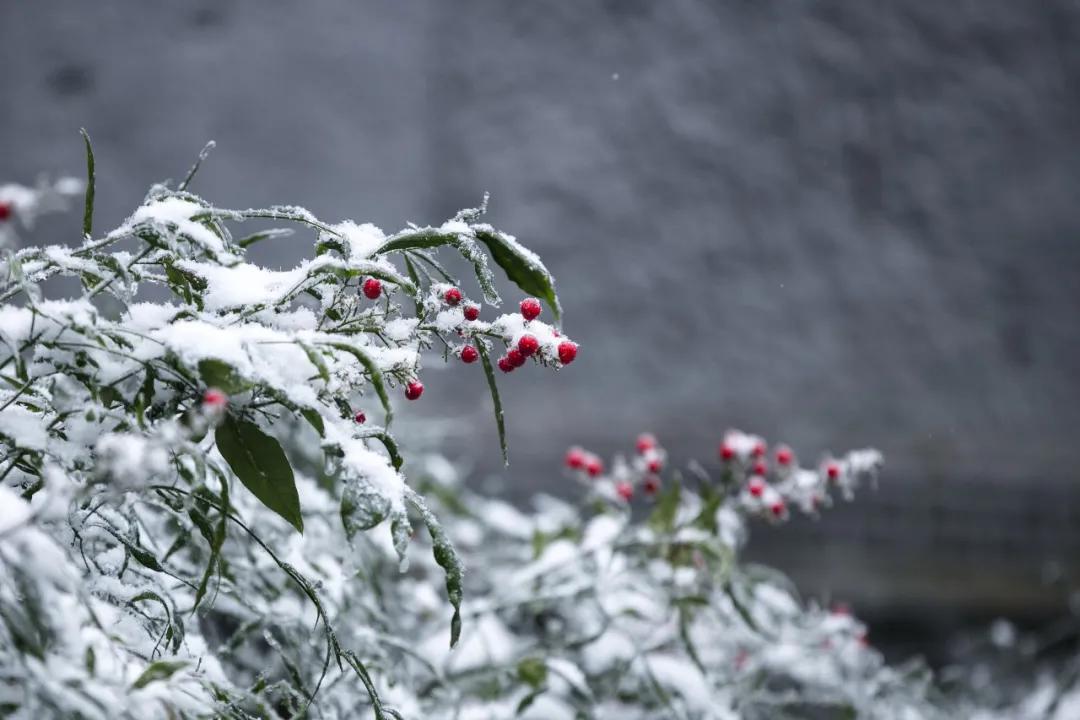 无雪不成冬,都江堰玩雪一日游