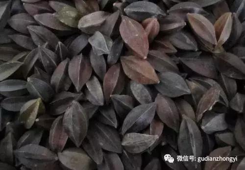 使君子驱蚊虫吗,使君子有杀虫功效吗