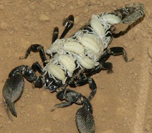 蝎子的特性和天性,噬母的动物有哪些