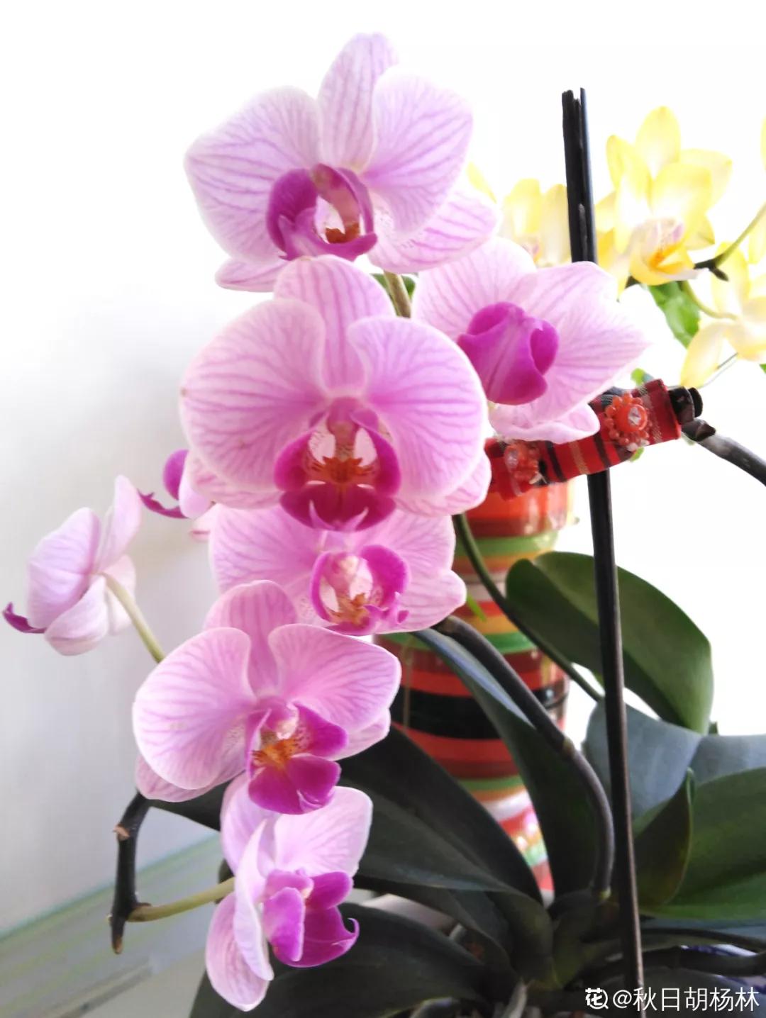 12星座该养什么花最好,12星座专属养的花是什么