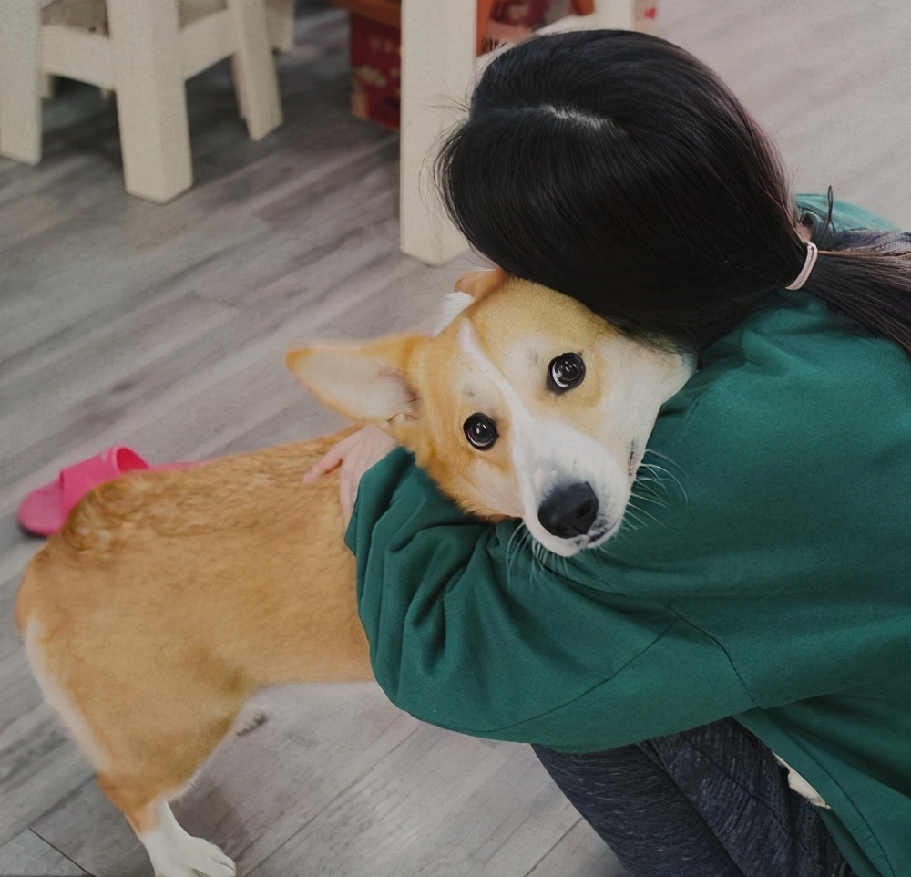 如果狗狗对你有攻击性该怎么办,狗狗表示友好的叫声和动作是什么