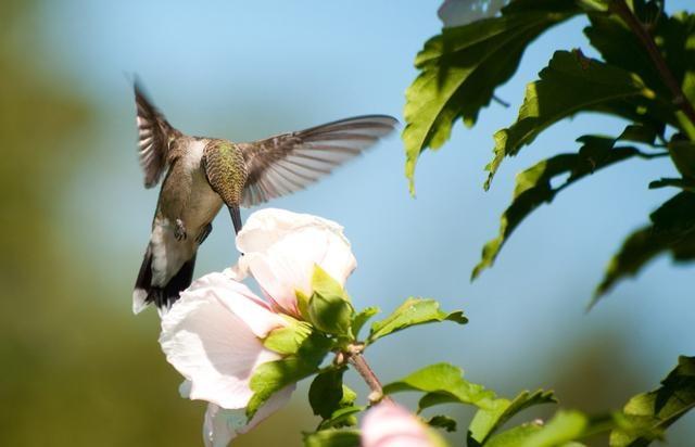 韩国木槿花种植面积多大,韩国国花木槿花耐寒