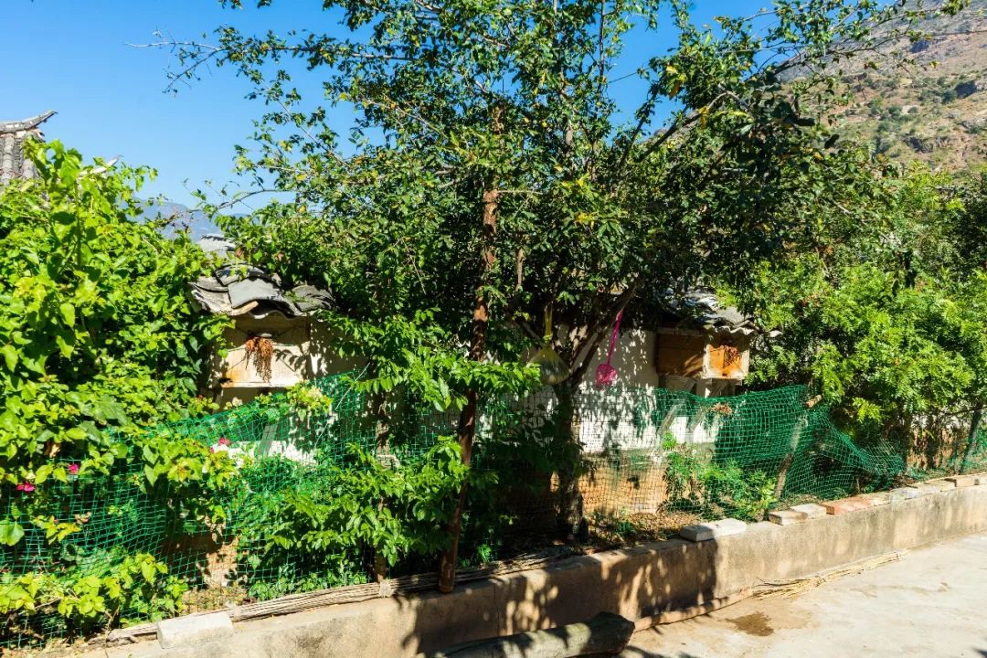 土蜂蜜的取蜜全过程,土蜂蜜取蜜全过程记录