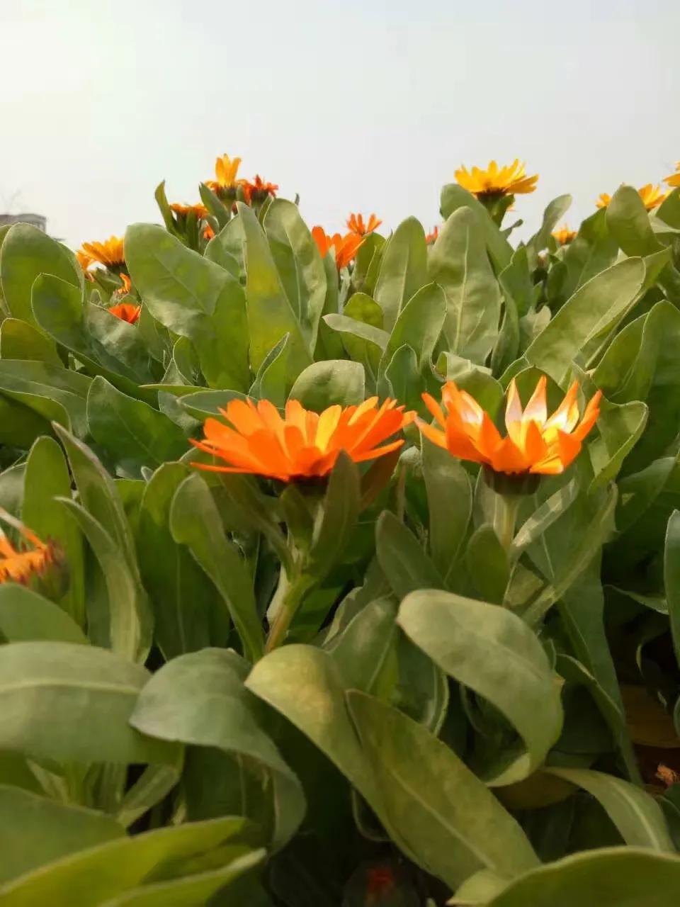 一片花怎么拍出花海的感觉,该怎么拍出花海的感觉好看